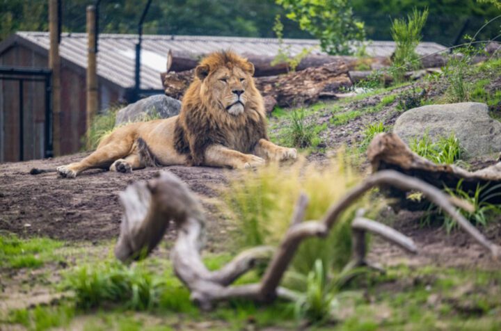 1 NIGHT  LION LODGE SAFARI STAY - Image 8