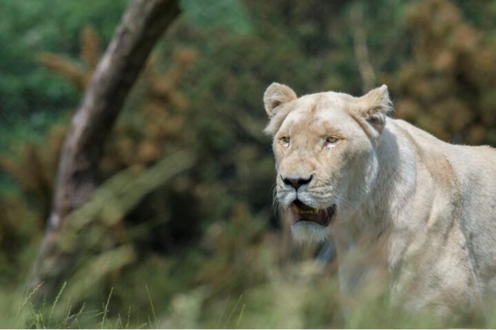1 NIGHT WHITE LION LODGE STAY - Image 9