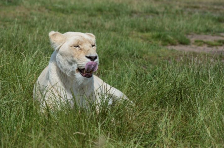 1 NIGHT WHITE LION LODGE STAY - Image 6