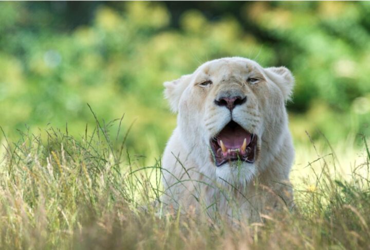 1 NIGHT WHITE LION LODGE STAY - Image 2